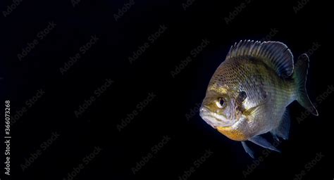 Bluegill Fish Portrait Stock Photo | Adobe Stock