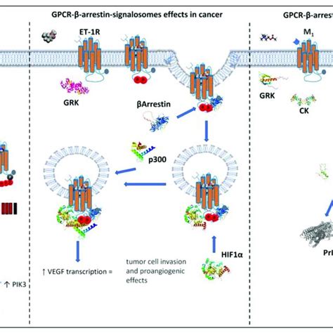 Gpcr Arrestin Dependent Signaling Pathway Gpcrs Are Illustrated As