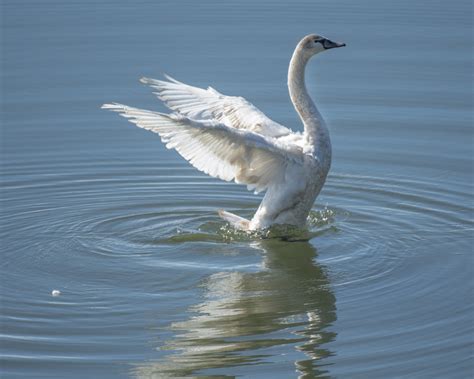 Tundra Swan – Mendonoma Sightings