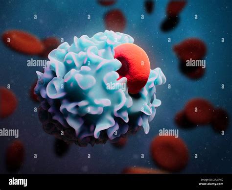 Macrophage engulfing red blood cell, illustration Stock Photo - Alamy