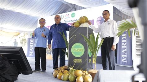 Mardi Lancar Kelapa Hibrid Terbaru Malaysiaaktif