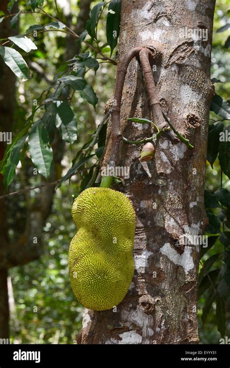 Fruta De Pan Artocarpus Altilis El árbol Del Pan En Un árbol