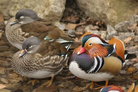 Kaczka Mandarynka Mandarynka Aix Galericulata