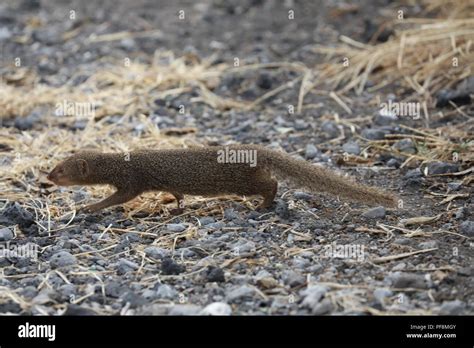 Mongoose hawaii hi-res stock photography and images - Alamy