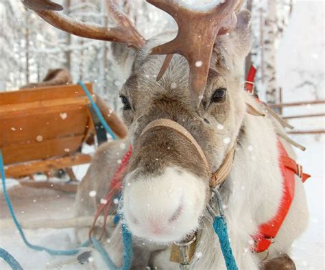 Les rennes du père Noël Comment sappellent ils