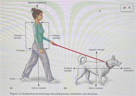 Solved Please Describe The Anatomical Plan Terminology Fo