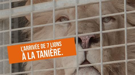 L Arriv E De Lions La Tani Re Youtube