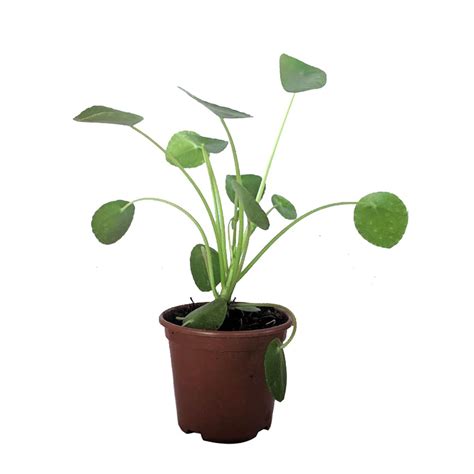 Pilea Peperomioides Planta Chinesa Do Dinheiro Green Commerce