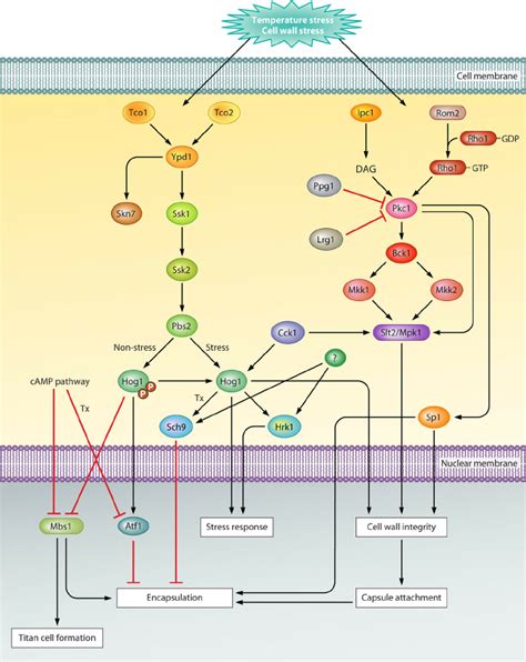 Elements Of MAPK Cascades In C Neoformans And Their Roles In Capsule