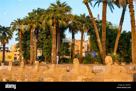 Avenue Of Sphinxes Processional Road Between Karnak Temple And Luxor