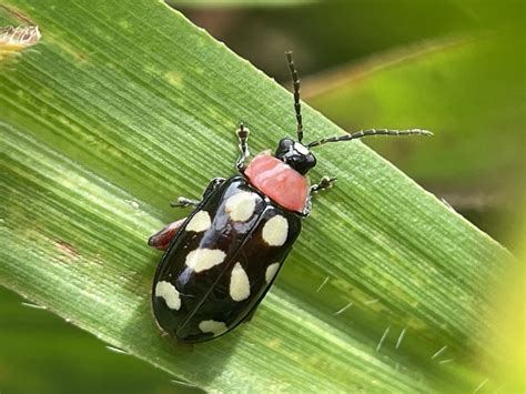 Eight Spotted Flea Beetle In January By Thirty Legs Inaturalist