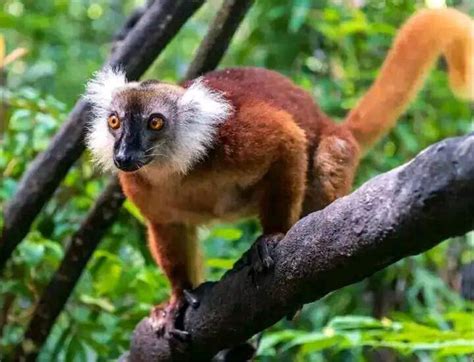 SAFARI Quad Nosy Be Gael Tours Madagascar