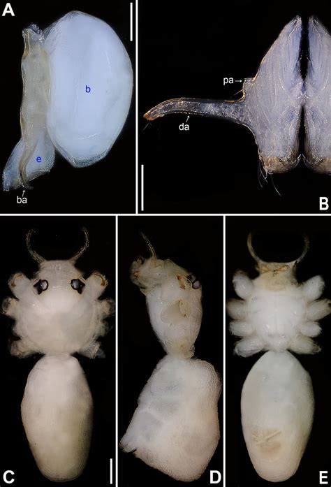 Belisana Menglun Sp Nov Holotype Male A Bulb Prolateral View B