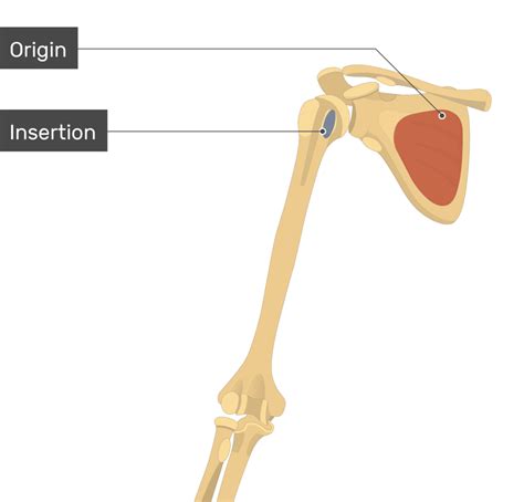 Teres Minor Origin And Insertion