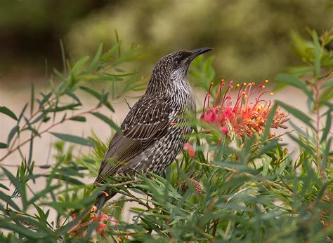 nature australian vertebrate   wattle bird animal animal