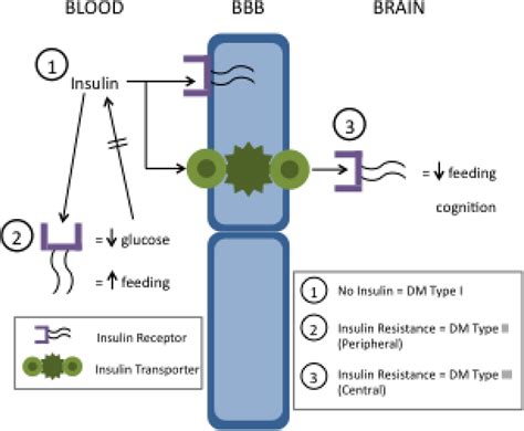 Insulin In The Brain There And Back Again Abstract Europe Pmc