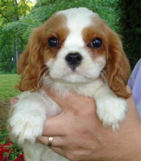 Cute Puppy Dogs: king charles spaniel puppies