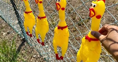 We Try The Viral Screaming Rubber Chicken Car Park Hack In Japan