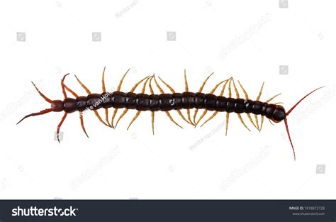 Adult Chinese Redheaded Centipede Aka Scolopendra ภาพสต็อก 1918872728