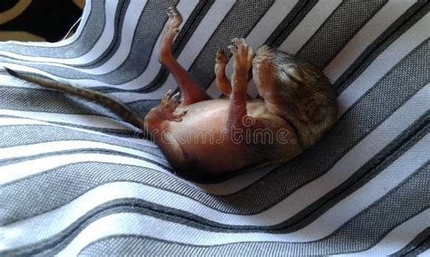 Rescued baby squirrel stock image. Image of nursing, survival - 90734309