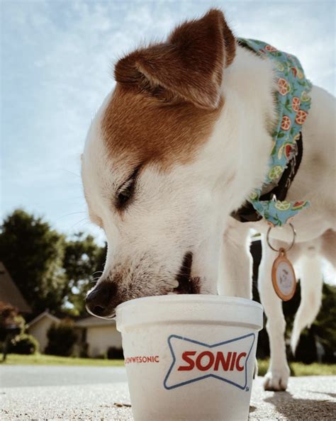 Sonic Has A Secret Pup Cup Heres How You Can Order One For Free