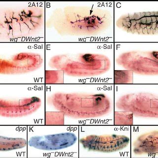 A And B Lateral Views Of Embryos Of The Indicated Genotypes At Late