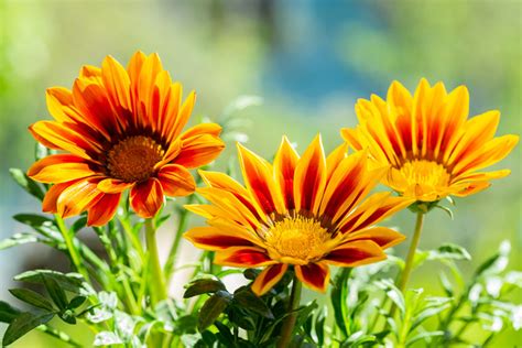 6 Fiori Estivi Resistenti Al Sole E Al Caldo Per Decorare Giardini