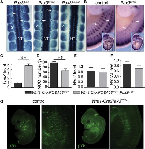 Reduced Neural Crest Cells In Pax3 Erd Embryos A Dorsal View With