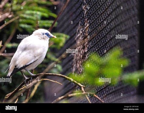 Rare Bali Mynah Native To Bali Indonesia Spotted In Malaysia