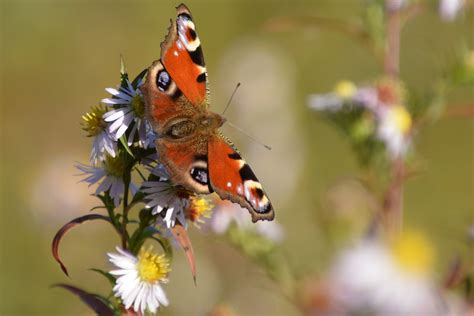 Kostenlose Foto Natur Fotografie Fallen Blume Tierwelt Farbe