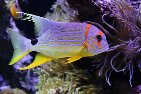 Fond Décran Animaux Poisson Sous Marin Récif De Corail Aquarium