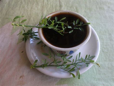 Como Cuidar De Arruda Em Vaso Ou Solo Cultivo E Manuten O