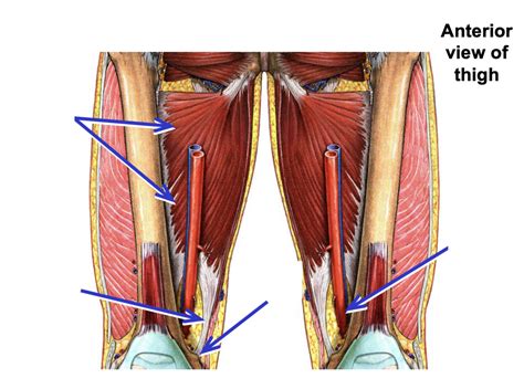 Anterior Hip Diagram Quizlet