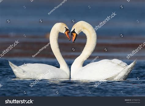 Swans Heart Photography