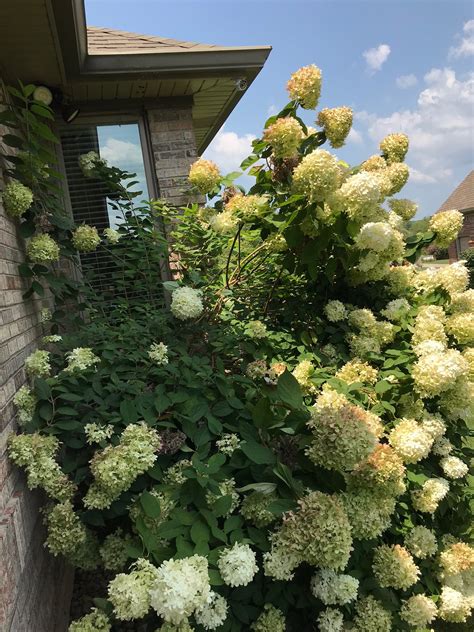 Early spring pruning will tame this hydrangea - Indiana Yard and Garden ...