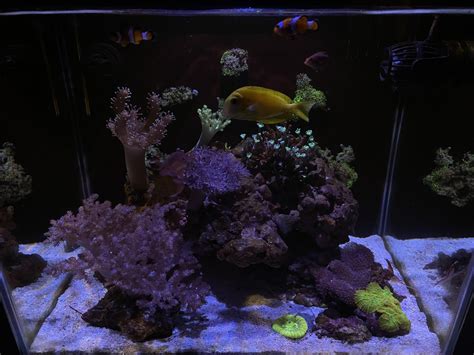 From Lps Dominated To Softies Dominated Tank Reef Reef