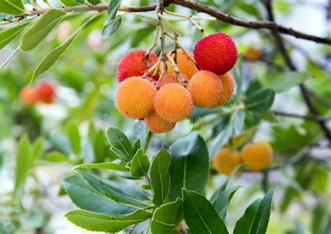 O Fruto De Uma Rvore De Morango Arbutus Unedo Em It Lia Do Sul Foto