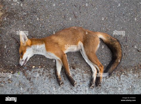 Dead Fox Lying By The Side Of A Road In North London Stock Photo Alamy