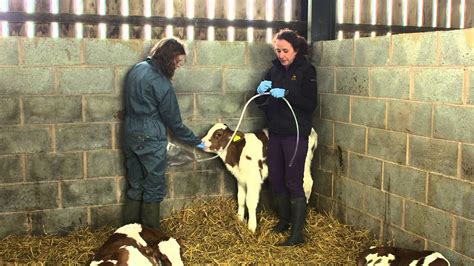 Colostrum Feeding Brought To You By Ahdb Dairy Youtube