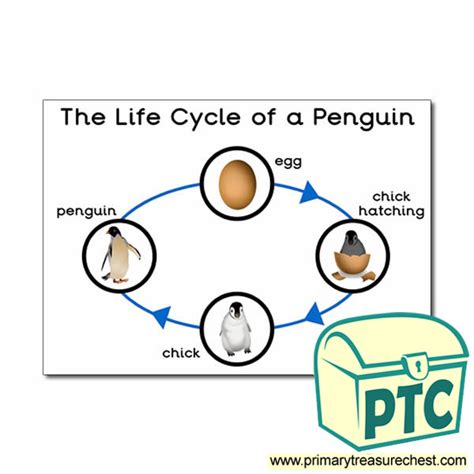 Life Cycle Of Penguin