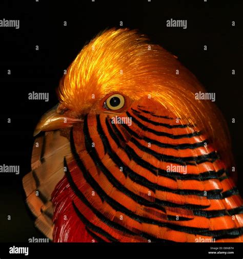 Pheasant Details Hi Res Stock Photography And Images Alamy