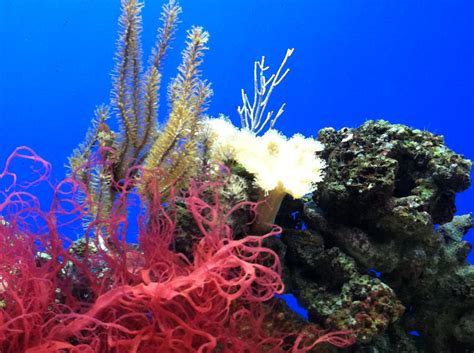 Underwater Sea Plants by SeiaraL on DeviantArt