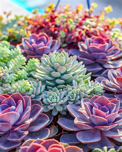 Garden Cactus And Succulents Wallpaper | Types Of Succulent Plant