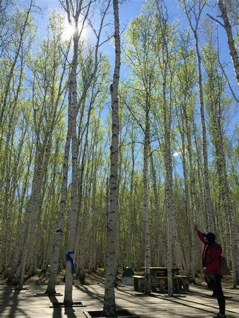 漠河夏季旅游 去漠河、去北极村、去中国最北边境！ 广东 绿野各地 绿野户外网