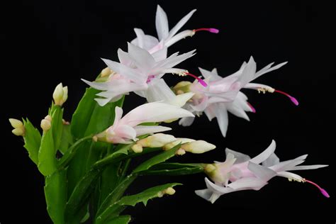 Schlumbergera Truncata Cv