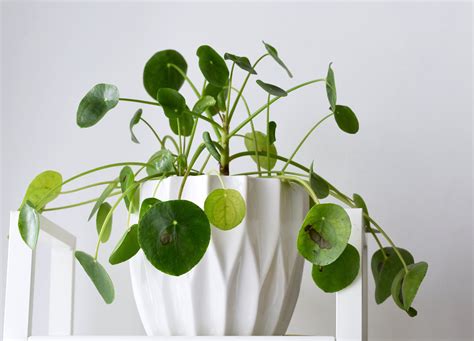 The Best Way To Repot Your Chinese Money Plant Planta