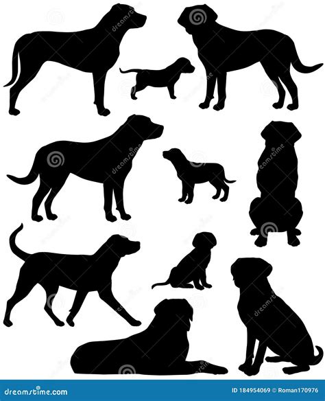 Collection Of Silhouettes Of Greater Swiss Mountain Dog Breed Stock