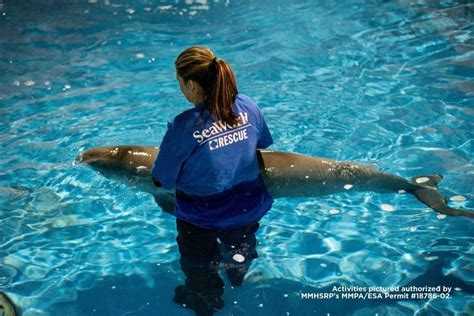 Tyonek, the Resilient Beluga Whale: A Journey from Alaska to SeaWorld