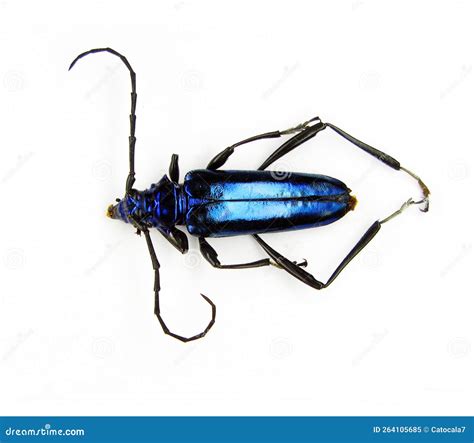 Blue Iridescent Beetle Isolated on White, Mecosaspis Subvestita Macro ...