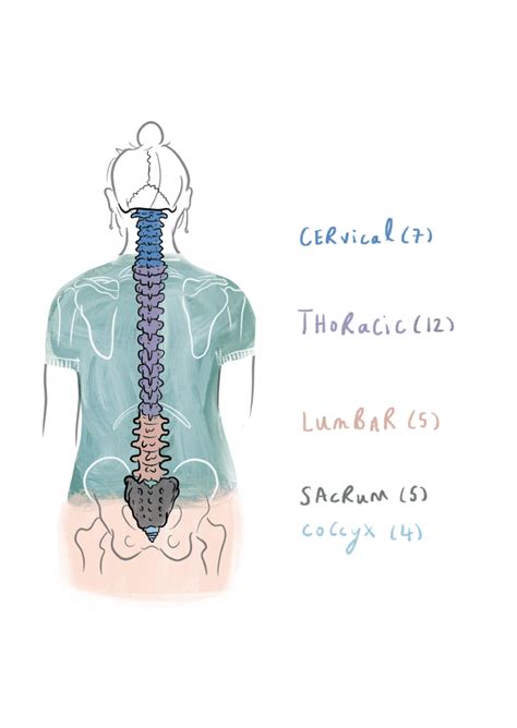 Basic Spine Anatomy | Brainbook